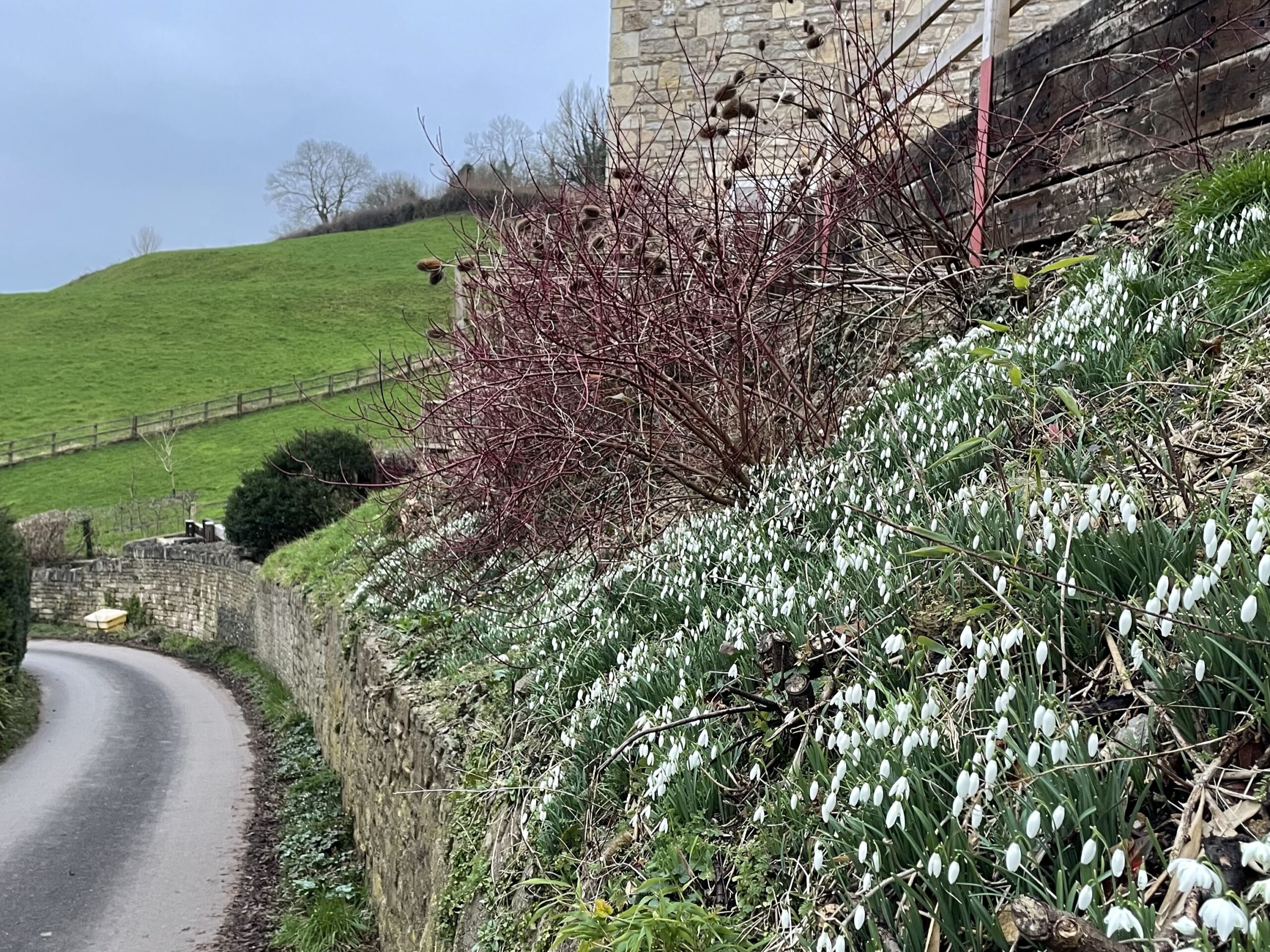 Snowdrops: Nowhere to Run